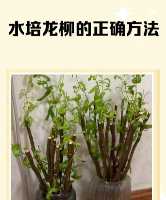 柳树叶养花方法