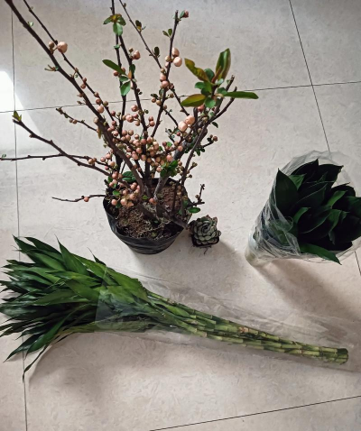 家庭养花用生根粉