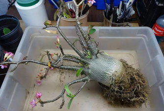 家庭养花用生根粉