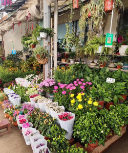 家庭养花用生根粉