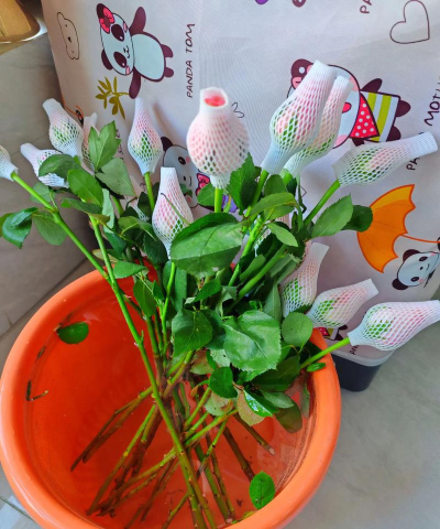 家庭养花用生根粉