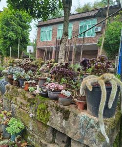 家庭养花用生根粉