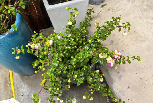 家庭养花用生根粉