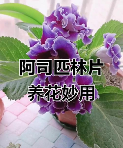 家庭养花用生根粉