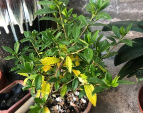 家庭养花用生根粉