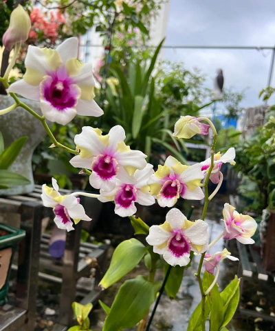 家庭养花用生根粉