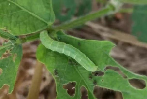 养花生绿色虫子