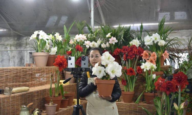 家庭养花用生根粉