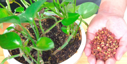 家庭养花用生根粉