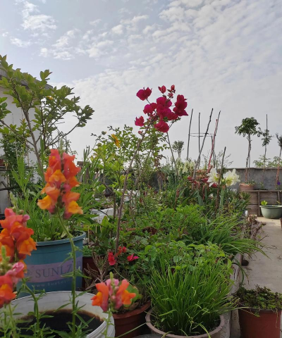 家庭养花用生根粉