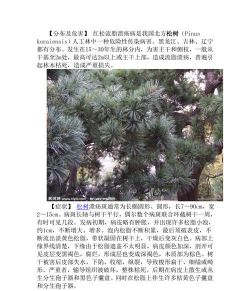 红松流脂溃疡病防治方法