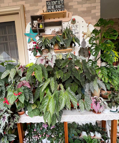 家庭养花用生根粉