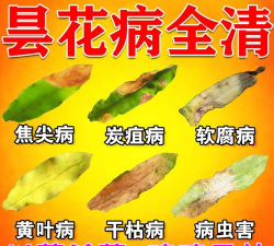 家庭养花用生根粉