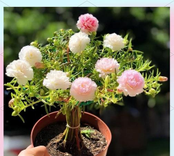 家庭养花用生根粉