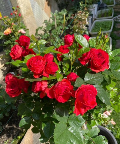 家庭养花用生根粉