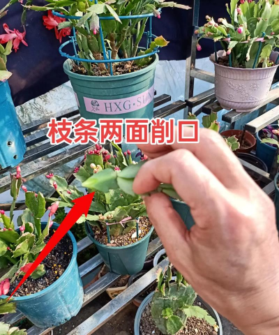 家庭养花用生根粉