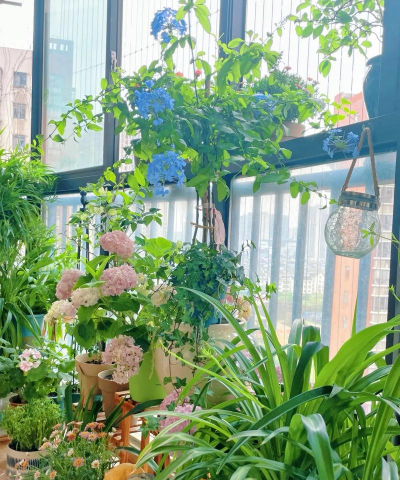 家庭养花用生根粉