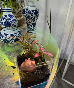 家庭养花用生根粉