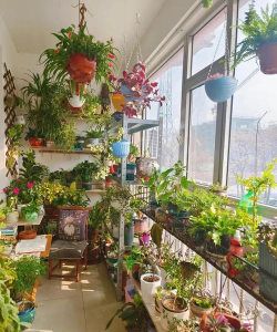 家庭养花用生根粉