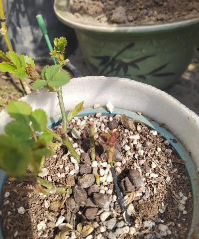 家庭养花用生根粉