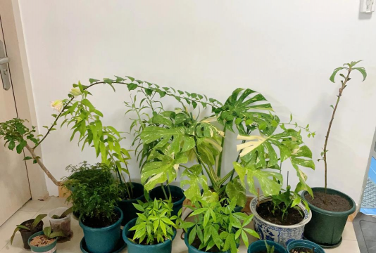 家庭养花用生根粉