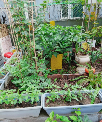 家庭养花用生根粉