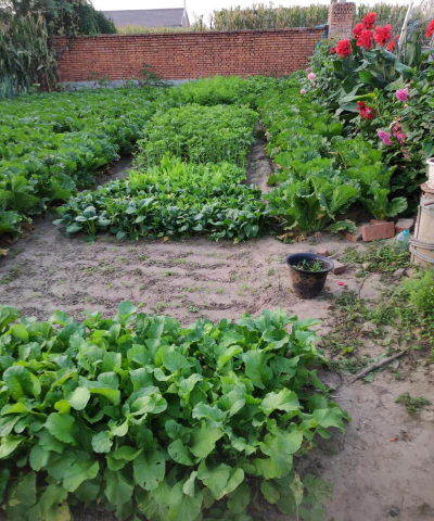 家庭养花用生根粉