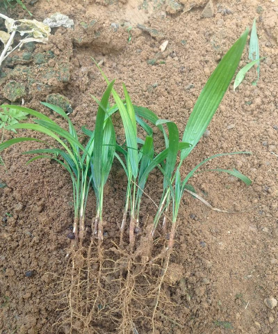 棕榈幼苗怎么养