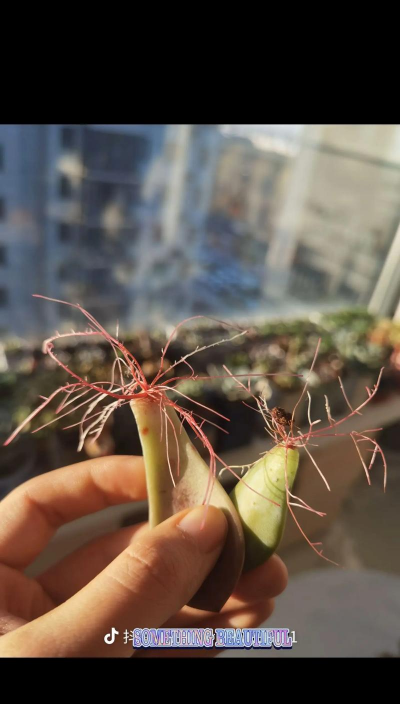 家庭养花用生根粉