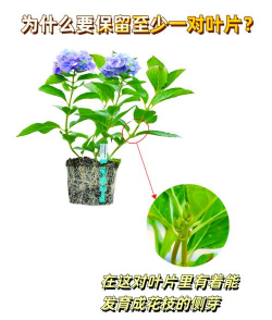 绣球无尽夏秋季如何修剪