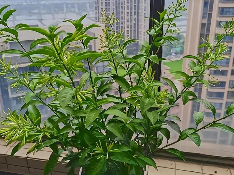 家庭养花用生根粉