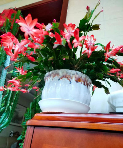 柿树虫病防治，识别常见虫害，掌握有效方法