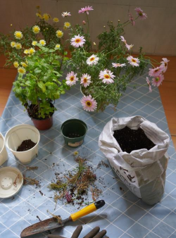 兰草花怎么养，掌握关键技巧，轻松培育美丽花朵