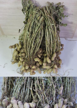 玫瑰花怎么养才不会枯萎，掌握浇水施肥技巧，轻松延长花期