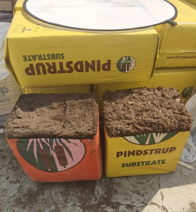 玫瑰花怎么养才不会枯萎，掌握浇水施肥技巧，轻松延长花期