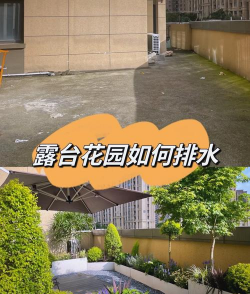 玫瑰花怎么养才不会枯萎，掌握浇水施肥技巧，轻松延长花期