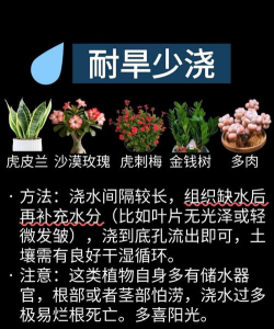 芍药花怎么养，掌握关键要点，花开更鲜艳