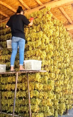 芍药花怎么养，掌握关键要点，花开更鲜艳