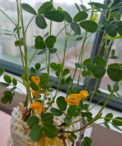 玫瑰花怎么养才不会枯萎，掌握浇水施肥技巧，轻松延长花期