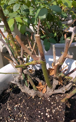 玫瑰花怎么养才不会枯萎，掌握浇水施肥技巧，轻松延长花期