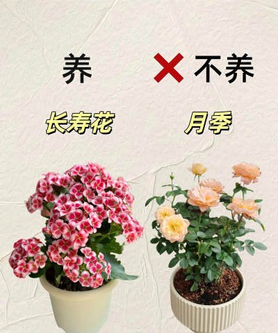 玫瑰花怎么养才不会枯萎，掌握浇水施肥技巧，轻松延长花期