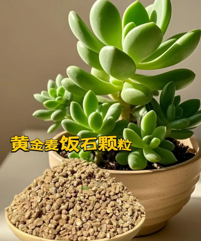 玫瑰花怎么养才不会枯萎，掌握浇水施肥技巧，轻松延长花期