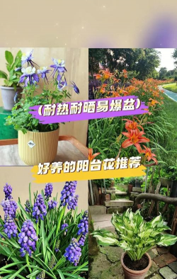 玫瑰花怎么养才不会枯萎，掌握浇水施肥技巧，轻松延长花期