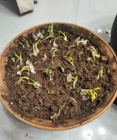 玫瑰花怎么养才不会枯萎，掌握浇水施肥技巧，轻松延长花期