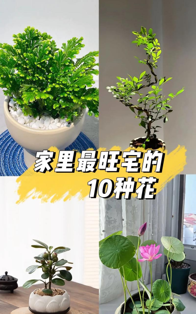 玫瑰花怎么养才不会枯萎，掌握浇水施肥技巧，轻松延长花期
