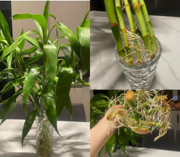 玫瑰花怎么养才不会枯萎，掌握浇水施肥技巧，轻松延长花期