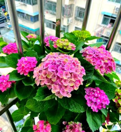 玫瑰花怎么养才不会枯萎，掌握浇水施肥技巧，轻松延长花期