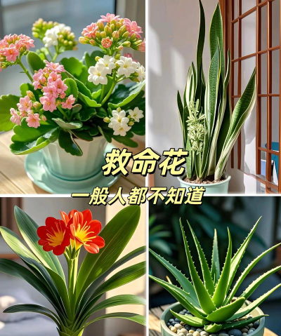 玫瑰花怎么养才不会枯萎，掌握浇水施肥技巧，轻松延长花期