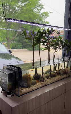 家庭养花用生根粉