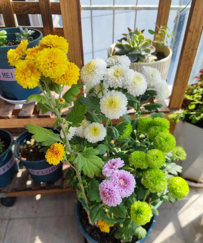 家庭养花用生根粉